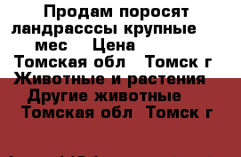 Продам поросят,ландрасссы,крупные,1.5 мес. › Цена ­ 3 000 - Томская обл., Томск г. Животные и растения » Другие животные   . Томская обл.,Томск г.